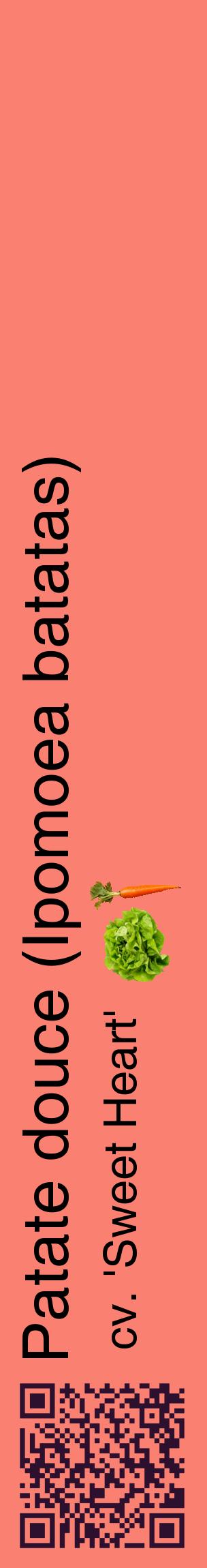 Étiquette de : Ipomoea batatas cv. 'Sweet Heart' - format c - style noire38_basiquehel avec qrcode et comestibilité simplifiée