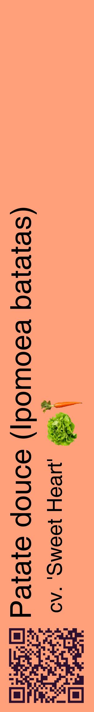 Étiquette de : Ipomoea batatas cv. 'Sweet Heart' - format c - style noire39_basiquehel avec qrcode et comestibilité simplifiée