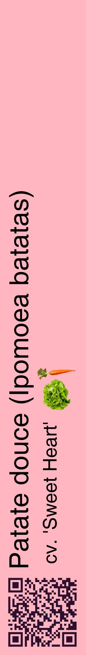 Étiquette de : Ipomoea batatas cv. 'Sweet Heart' - format c - style noire41_basiquehel avec qrcode et comestibilité simplifiée