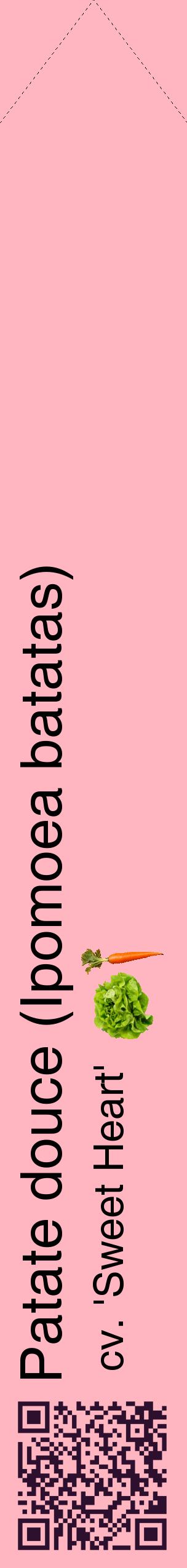Étiquette de : Ipomoea batatas cv. 'Sweet Heart' - format c - style noire41_simplehel avec qrcode et comestibilité simplifiée