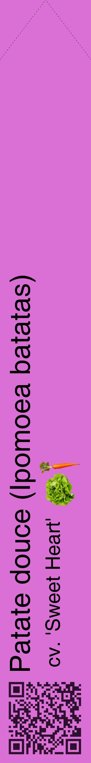 Étiquette de : Ipomoea batatas cv. 'Sweet Heart' - format c - style noire52_simplehel avec qrcode et comestibilité simplifiée