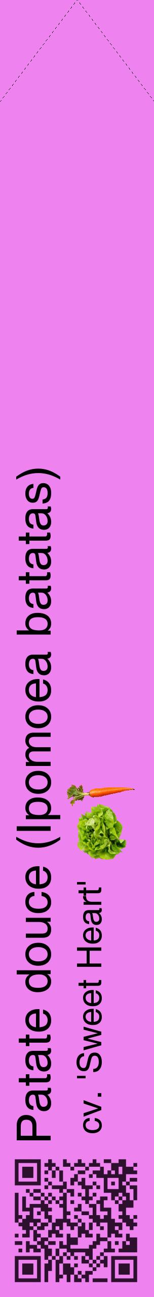 Étiquette de : Ipomoea batatas cv. 'Sweet Heart' - format c - style noire53_simplehel avec qrcode et comestibilité simplifiée