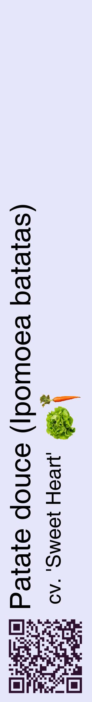 Étiquette de : Ipomoea batatas cv. 'Sweet Heart' - format c - style noire55_basiquehel avec qrcode et comestibilité simplifiée