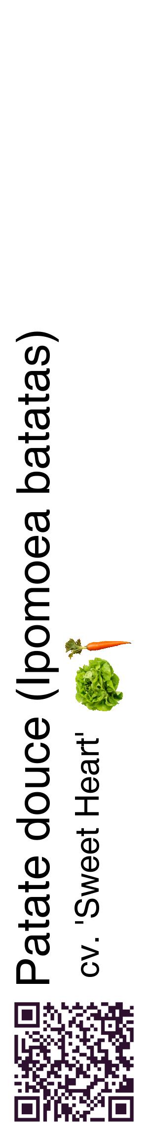 Étiquette de : Ipomoea batatas cv. 'Sweet Heart' - format c - style noire60_basiquehel avec qrcode et comestibilité simplifiée