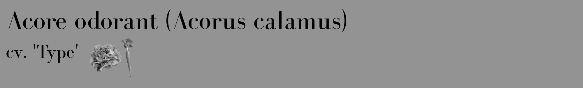 Étiquette de : Acorus calamus cv. 'Type' - format c - style noire44_basique_basiquebod avec comestibilité simplifiée