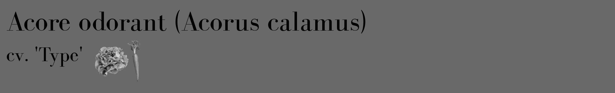 Étiquette de : Acorus calamus cv. 'Type' - format c - style noire51_basique_basiquebod avec comestibilité simplifiée