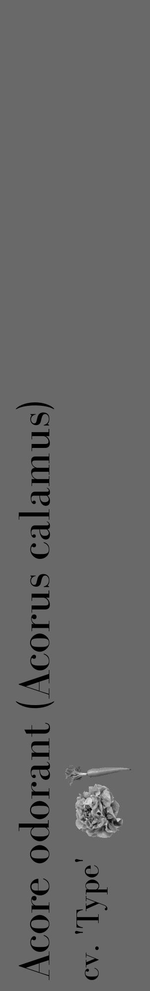 Étiquette de : Acorus calamus cv. 'Type' - format c - style noire51_basique_basiquebod avec comestibilité simplifiée - position verticale