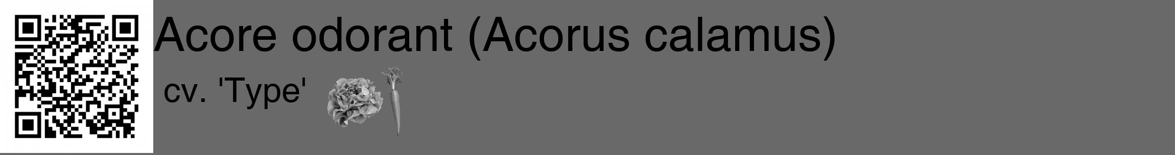 Étiquette de : Acorus calamus cv. 'Type' - format c - style noire51_basique_basiquehel avec qrcode et comestibilité simplifiée