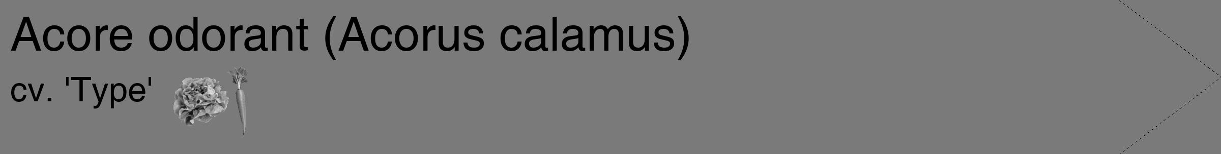 Étiquette de : Acorus calamus cv. 'Type' - format c - style noire3_simple_simplehel avec comestibilité simplifiée