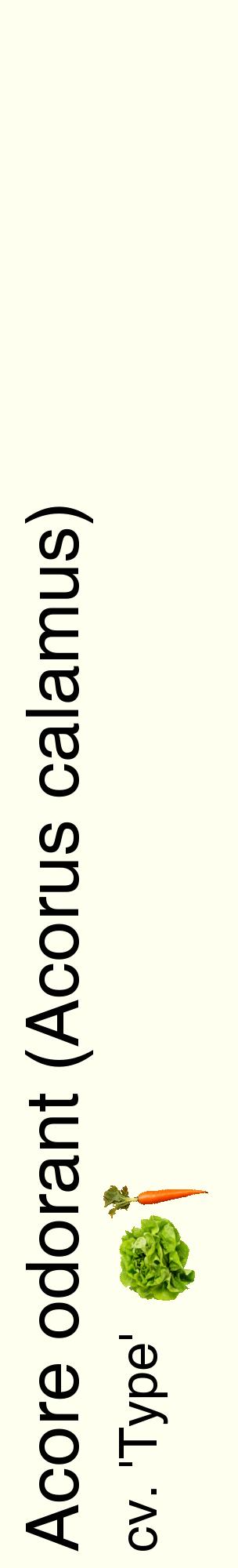 Étiquette de : Acorus calamus cv. 'Type' - format c - style noire19_basiquehel avec comestibilité simplifiée