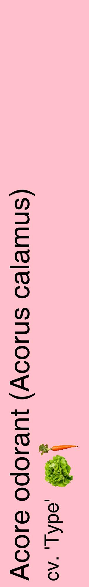 Étiquette de : Acorus calamus cv. 'Type' - format c - style noire40_basiquehel avec comestibilité simplifiée