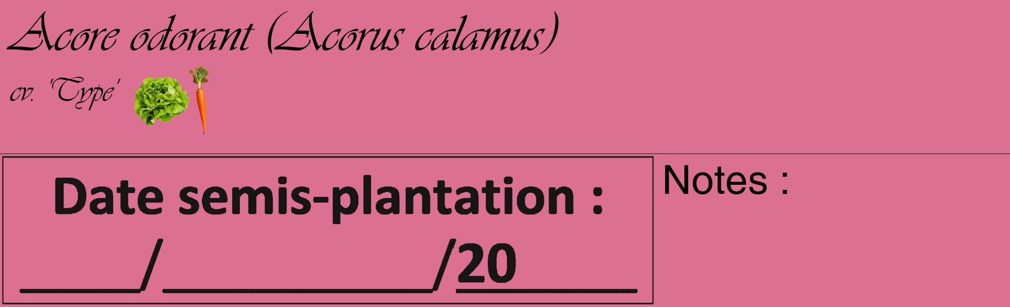 Étiquette de : Acorus calamus cv. 'Type' - format c - style noire44_basique_basiqueviv avec comestibilité simplifiée