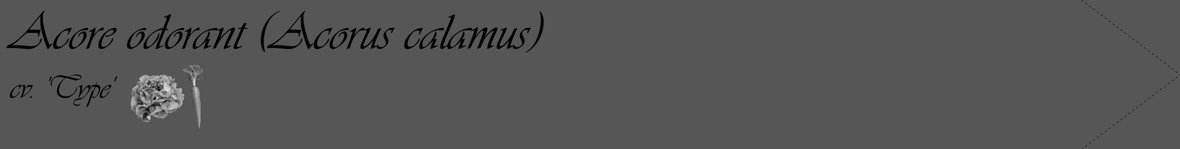 Étiquette de : Acorus calamus cv. 'Type' - format c - style noire45_simple_simpleviv avec comestibilité simplifiée