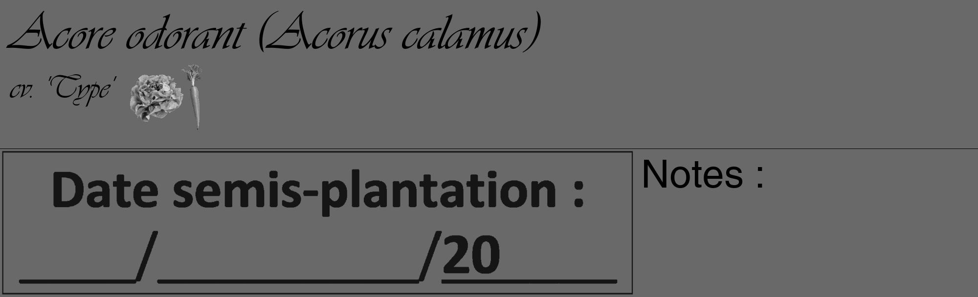 Étiquette de : Acorus calamus cv. 'Type' - format c - style noire51_basique_basiqueviv avec comestibilité simplifiée