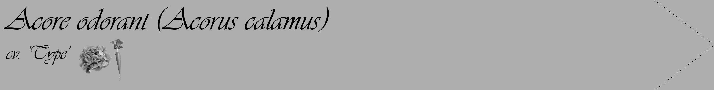 Étiquette de : Acorus calamus cv. 'Type' - format c - style noire53_simple_simpleviv avec comestibilité simplifiée