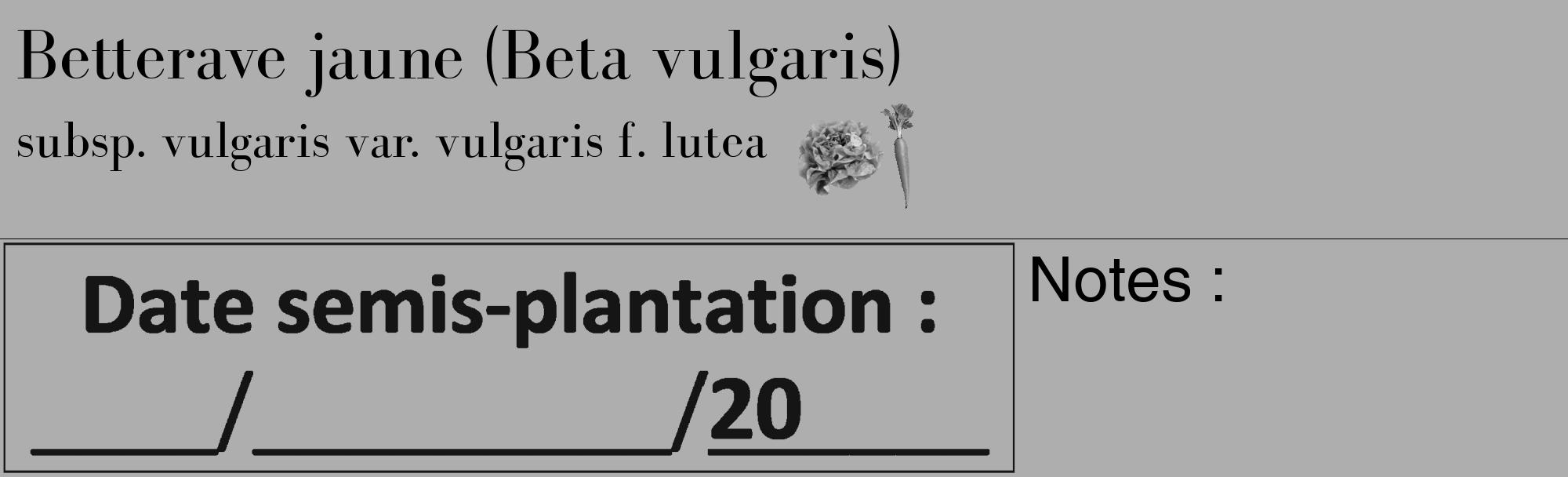 Étiquette de : Beta vulgaris subsp. vulgaris var. vulgaris f. lutea - format c - style noire53_basique_basiquebod avec comestibilité simplifiée