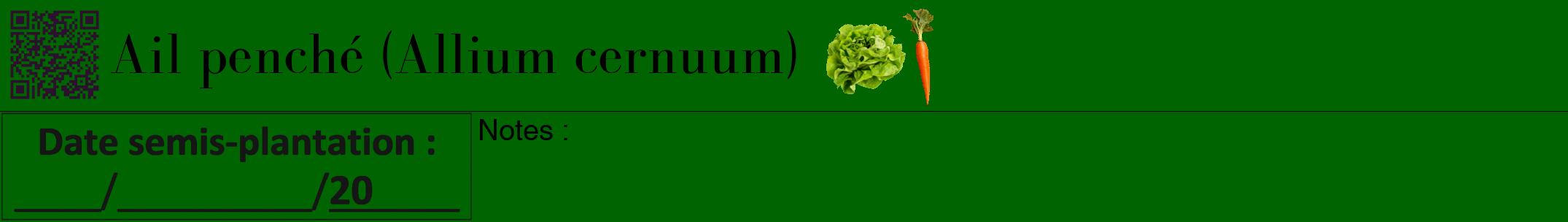 Étiquette de : Allium cernuum - format a - style noire8bod avec qrcode et comestibilité simplifiée