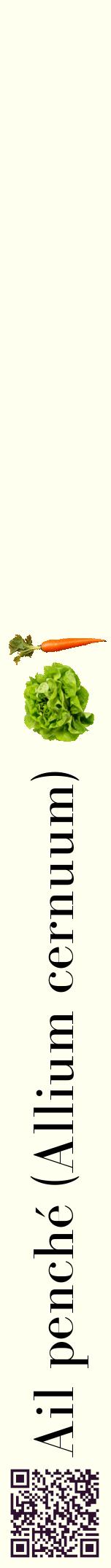 Étiquette de : Allium cernuum - format a - style noire19bod avec qrcode et comestibilité simplifiée