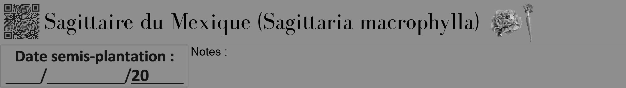 Étiquette de : Sagittaria macrophylla - format a - style noire25bod avec qrcode et comestibilité simplifiée