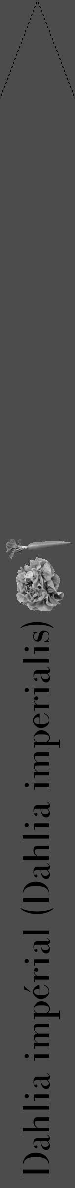 Étiquette de : Dahlia imperialis - format b - style noire27simplebod avec comestibilité simplifiée - position verticale