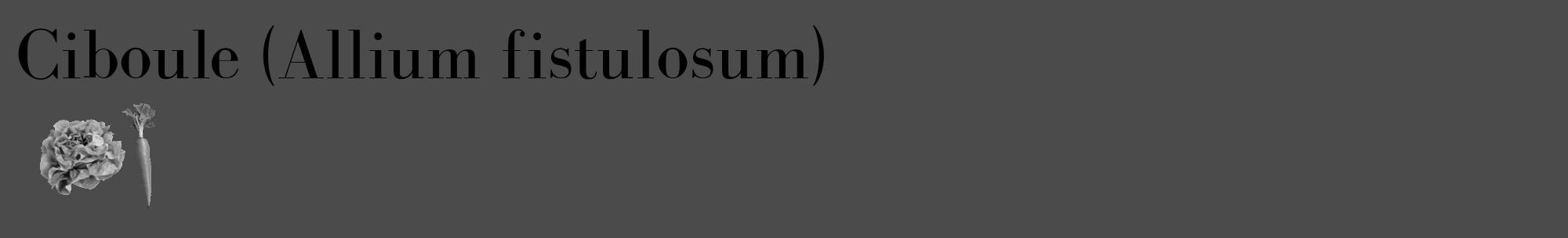 Étiquette de : Allium fistulosum - format c - style noire9_basique_basiquebod avec comestibilité simplifiée