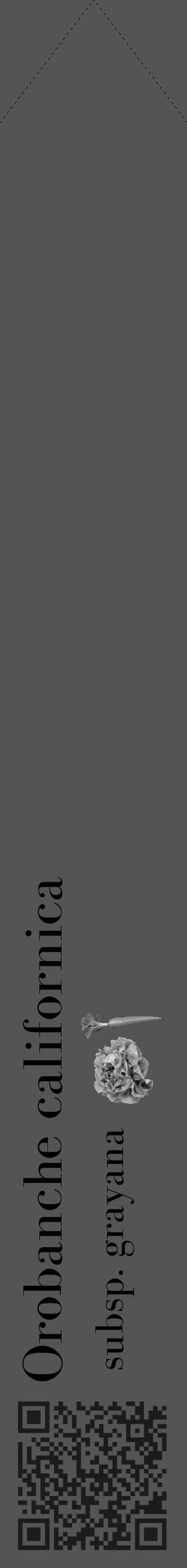 Étiquette de : Orobanche californica subsp. grayana - format c - style noire36_simple_simplebod avec qrcode et comestibilité simplifiée - position verticale