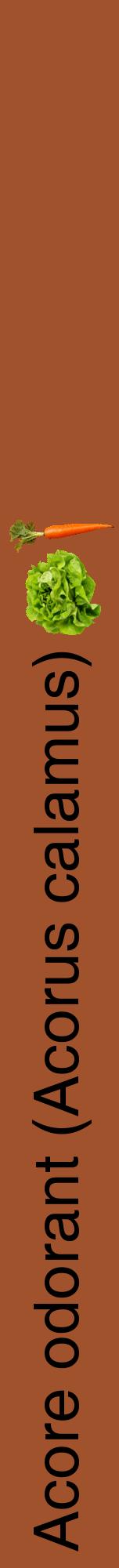 Étiquette de : Acorus calamus - format a - style noire32hel avec comestibilité simplifiée