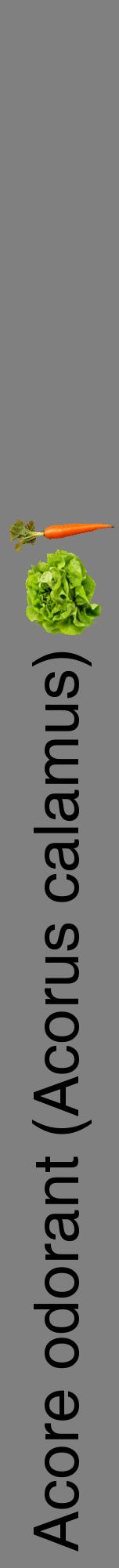 Étiquette de : Acorus calamus - format a - style noire57hel avec comestibilité simplifiée
