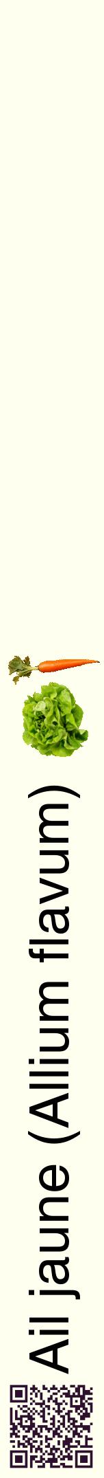 Étiquette de : Allium flavum - format a - style noire19hel avec qrcode et comestibilité simplifiée