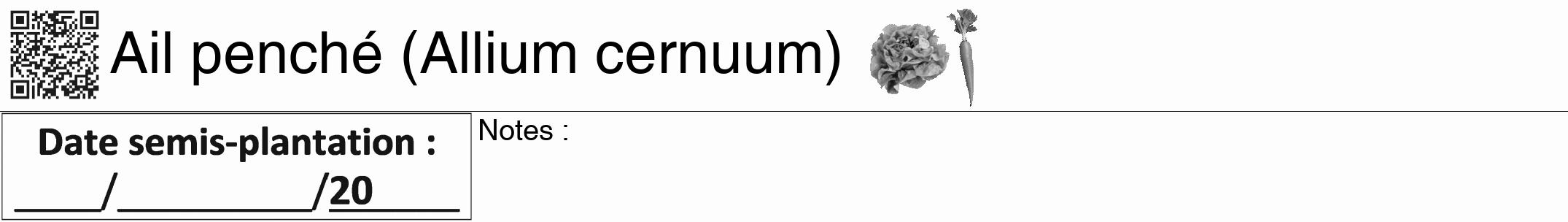 Étiquette de : Allium cernuum - format a - style noire19hel avec qrcode et comestibilité simplifiée