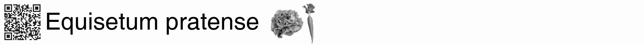 Étiquette de : Equisetum pratense - format a - style noire19hel avec qrcode et comestibilité simplifiée