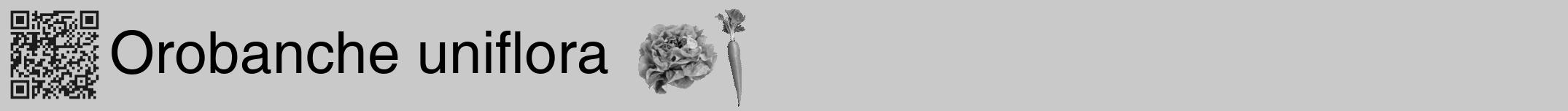 Étiquette de : Orobanche uniflora - format a - style noire54hel avec qrcode et comestibilité simplifiée