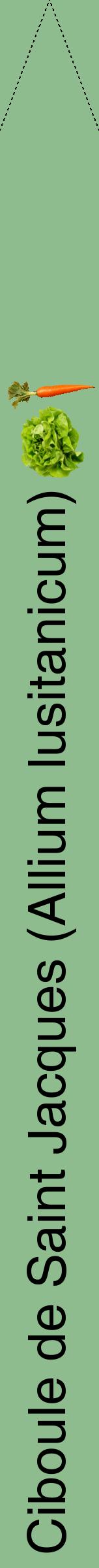 Étiquette de : Allium lusitanicum - format b - style noire13hel avec comestibilité simplifiée