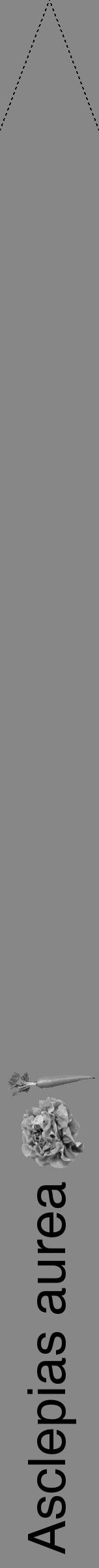Étiquette de : Asclepias aurea - format b - style noire12hel avec comestibilité simplifiée - position verticale