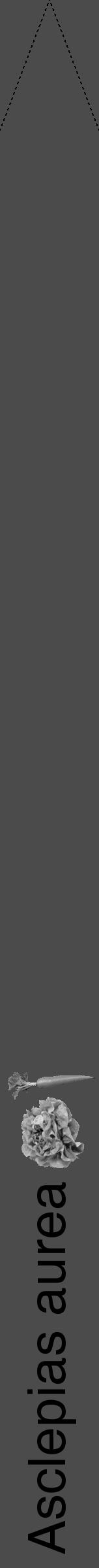 Étiquette de : Asclepias aurea - format b - style noire9hel avec comestibilité simplifiée - position verticale