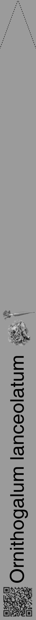 Étiquette de : Ornithogalum lanceolatum - format b - style noire52hel avec qrcode et comestibilité simplifiée - position verticale