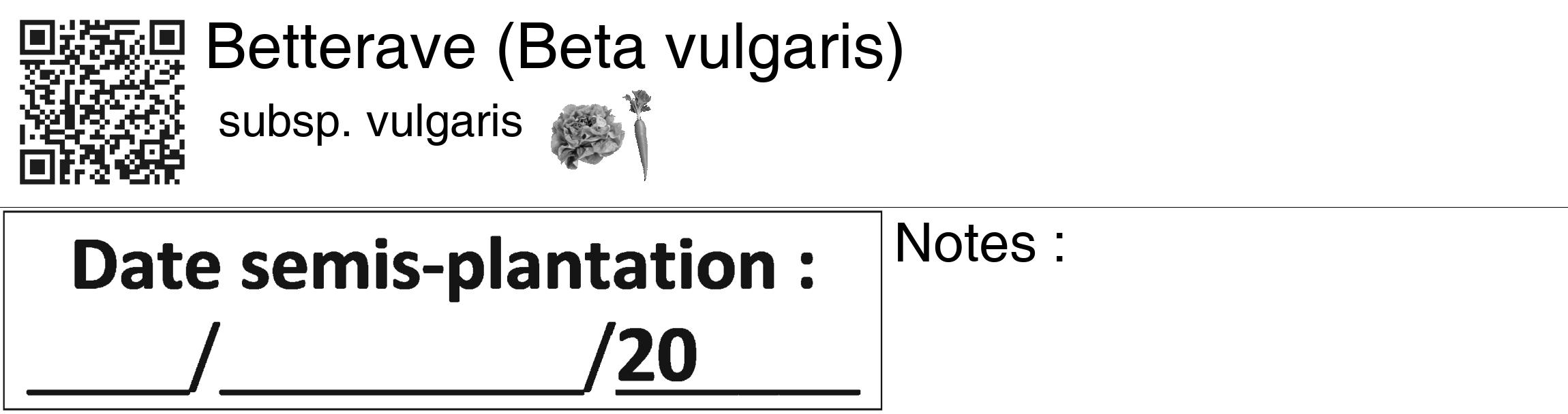 Étiquette de : Beta vulgaris subsp. vulgaris - format c - style noire60_basiquegrrvhel avec qrcode et comestibilité simplifiée
