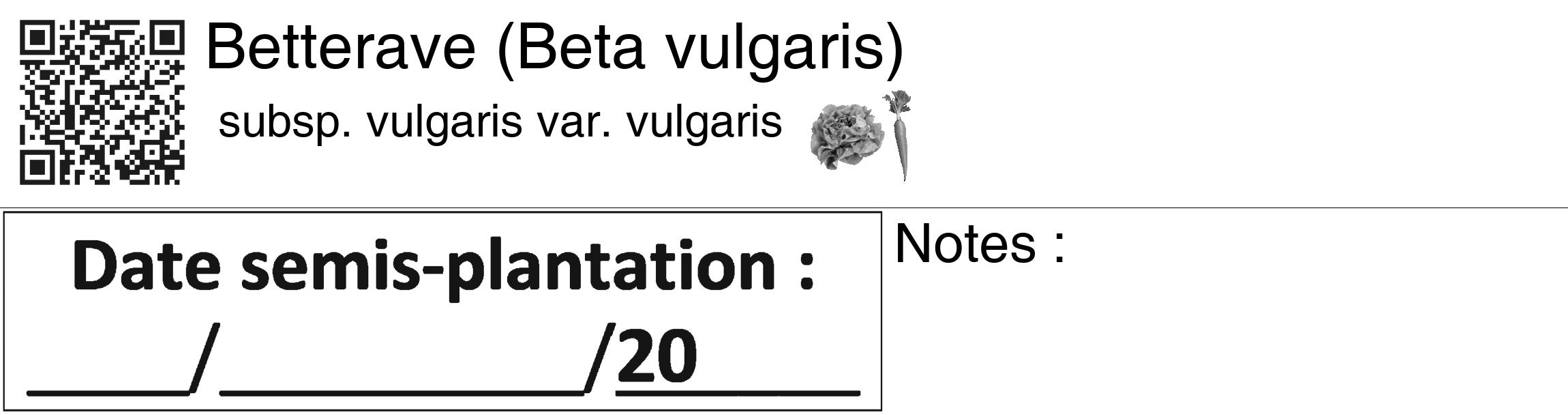 Étiquette de : Beta vulgaris subsp. vulgaris var. vulgaris - format c - style noire60_basiquegrrvhel avec qrcode et comestibilité simplifiée