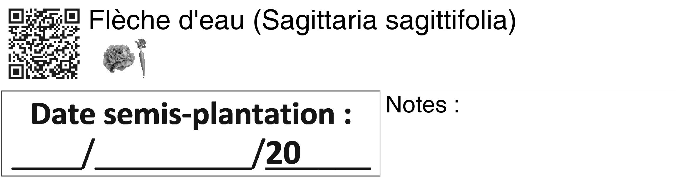 Étiquette de : Sagittaria sagittifolia - format c - style noire60_basiquegrrvhel avec qrcode et comestibilité simplifiée