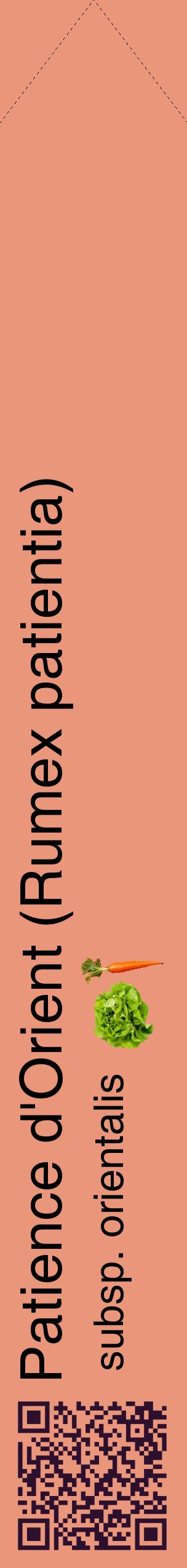 Étiquette de : Rumex patientia subsp. orientalis - format c - style noire37_simplehel avec qrcode et comestibilité simplifiée