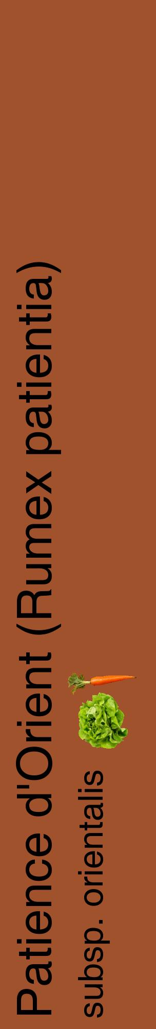Étiquette de : Rumex patientia subsp. orientalis - format c - style noire32_basiquehel avec comestibilité simplifiée