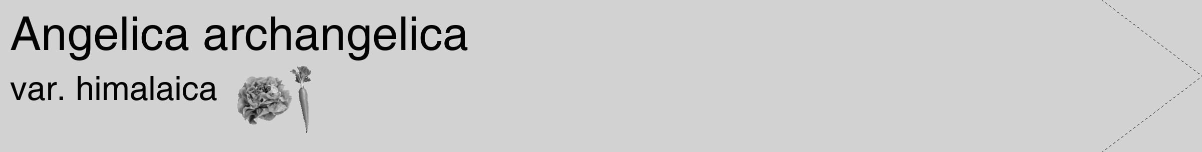 Étiquette de : Angelica archangelica var. himalaica - format c - style noire14_simple_simplehel avec comestibilité simplifiée