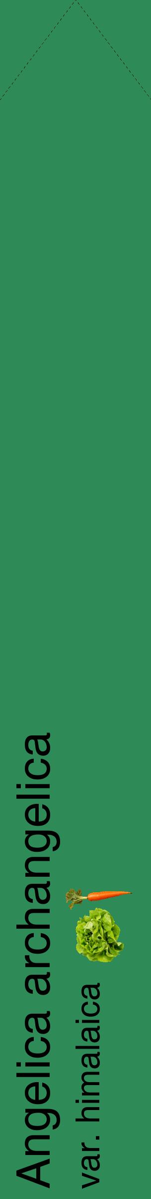 Étiquette de : Angelica archangelica var. himalaica - format c - style noire11_simplehel avec comestibilité simplifiée