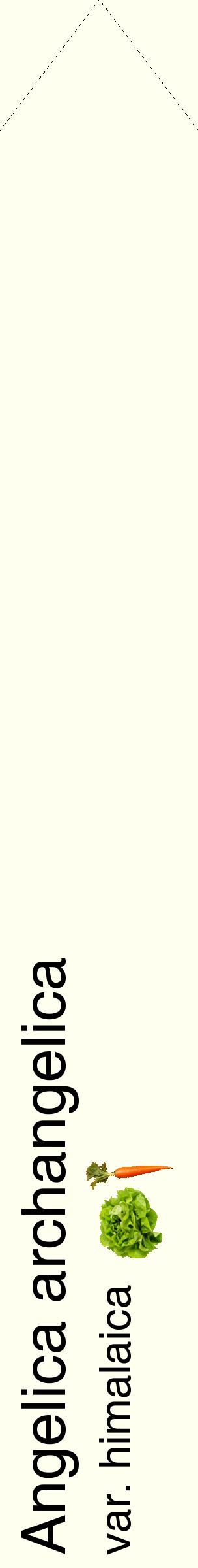 Étiquette de : Angelica archangelica var. himalaica - format c - style noire19_simplehel avec comestibilité simplifiée