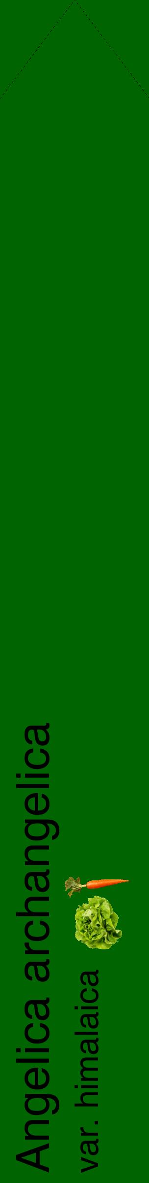 Étiquette de : Angelica archangelica var. himalaica - format c - style noire8_simplehel avec comestibilité simplifiée