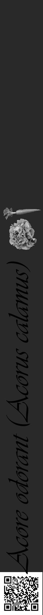 Étiquette de : Acorus calamus - format a - style noire34viv avec qrcode et comestibilité simplifiée - position verticale