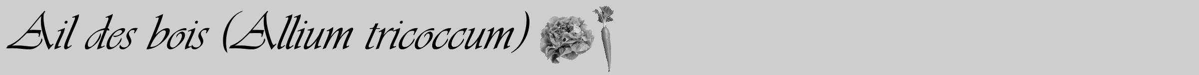 Étiquette de : Allium tricoccum - format a - style noire17simpleviv avec comestibilité simplifiée