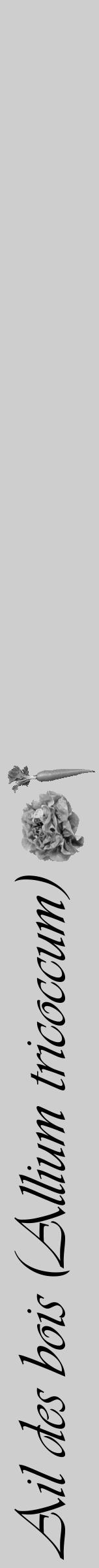 Étiquette de : Allium tricoccum - format a - style noire17simpleviv avec comestibilité simplifiée - position verticale