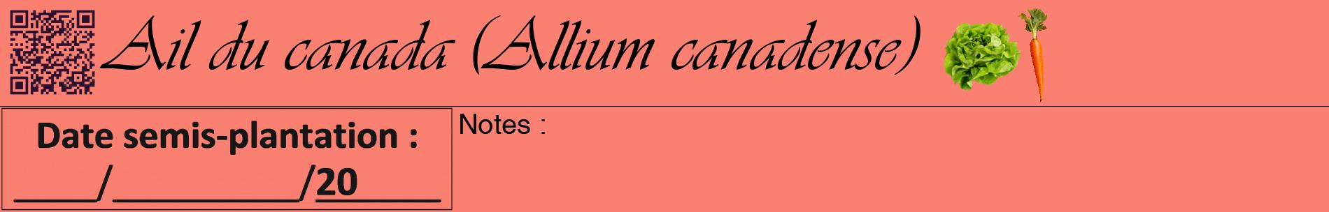 Étiquette de : Allium canadense - format a - style noire38basiqueviv avec qrcode et comestibilité simplifiée