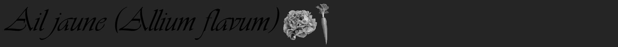 Étiquette de : Allium flavum - format a - style noire47viv avec comestibilité simplifiée